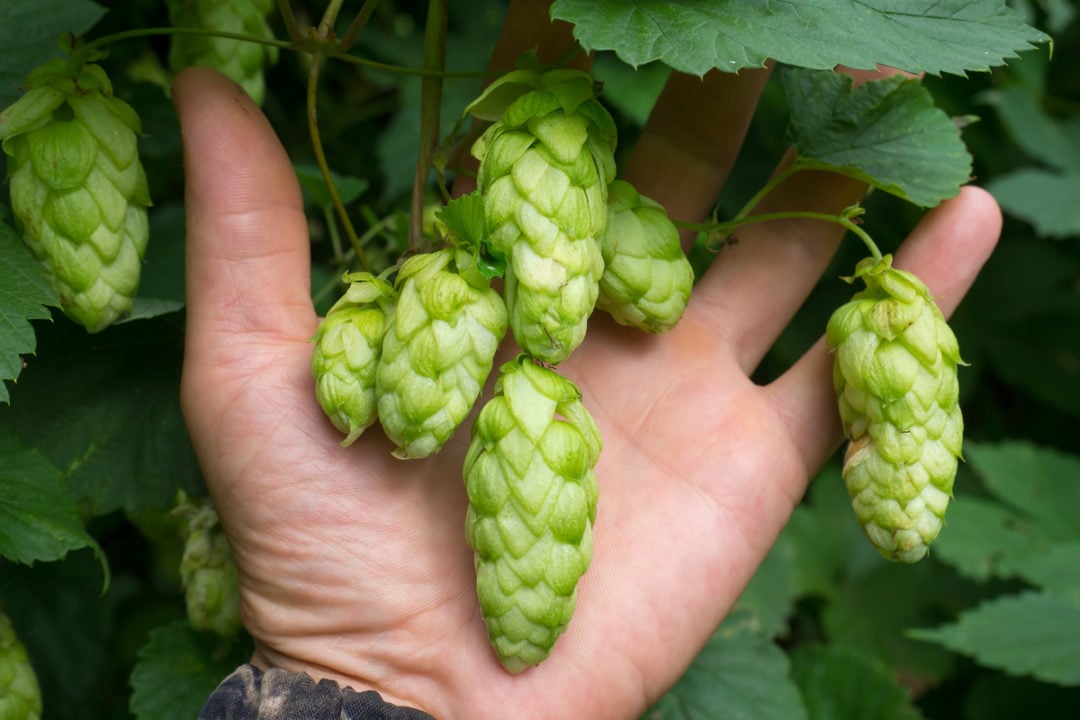 How to Grow Hops for Home Brew (+ 3 Other Uses)
