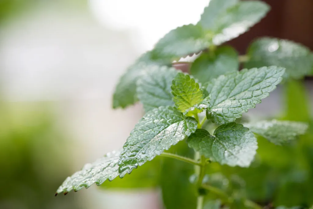 close up of lemon balm leaf, background is intentionally blurry.