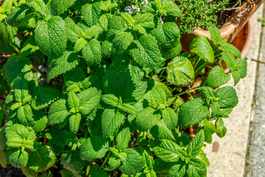 Lemon balm growing in a container in the bright sunshine