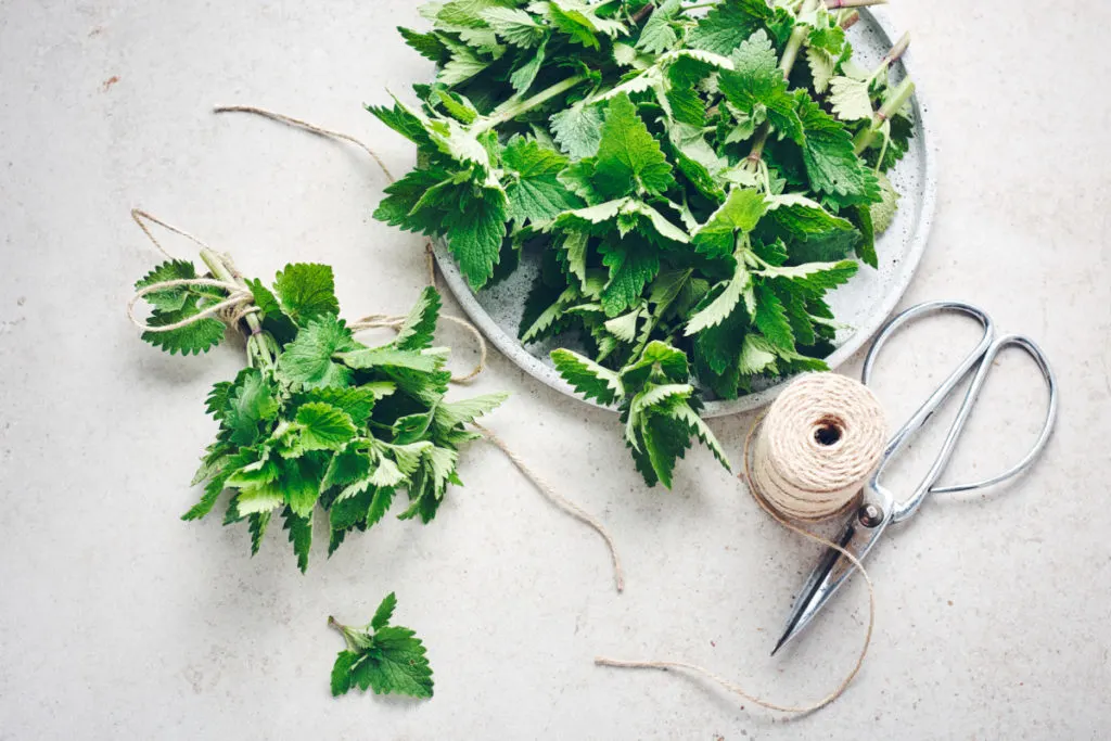 Harvested lemon balm tied up and ready to be hung to dry