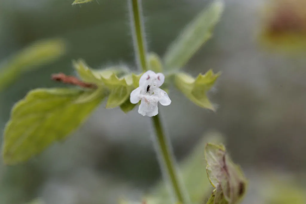 close up of white balm flower