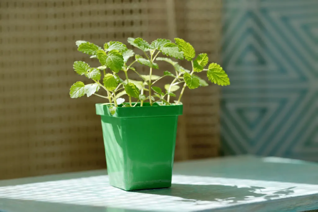 A small nursery pot with a lemon balm plant growing in it. The plant is sitting on a table in a sunny patch of light