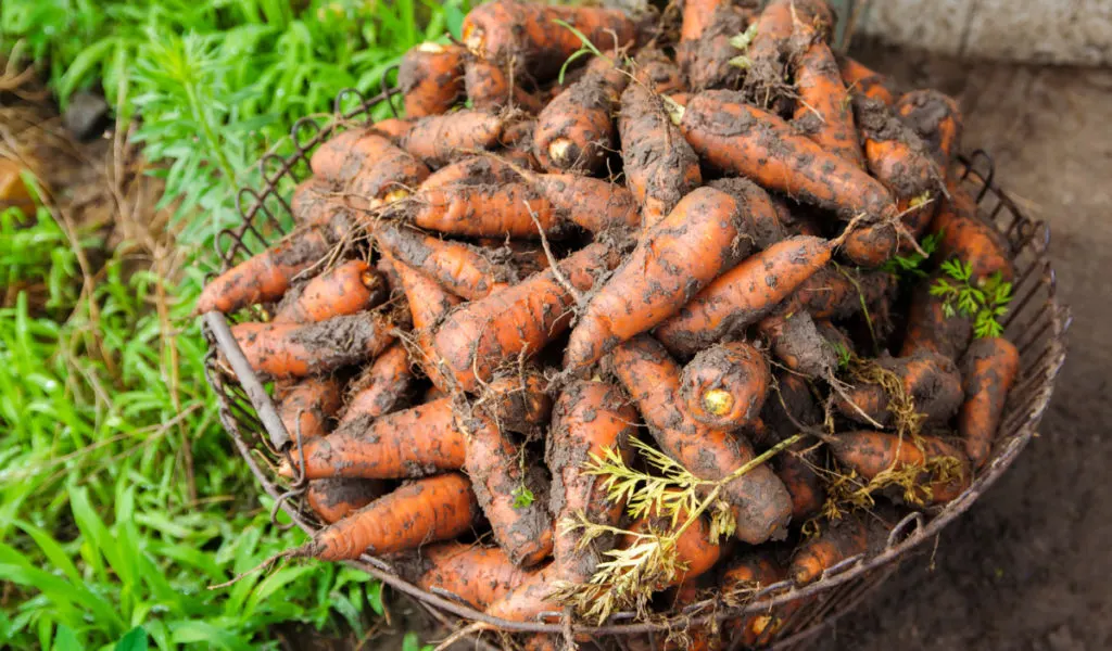A wire basket filled with dirty carrots with their tops removed. 