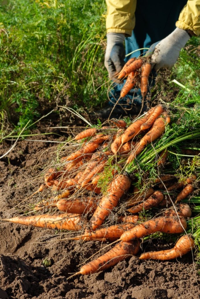 Someone crouches behind piles of freshly dug carrots. 