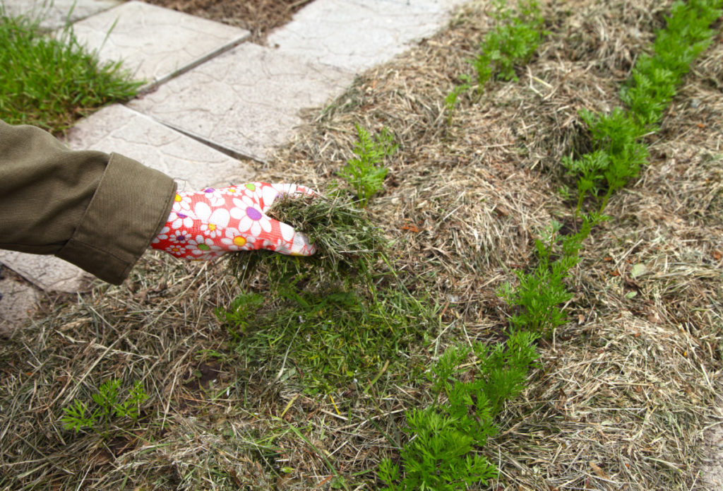A hand adds mulch to carrots growing in a garden. 