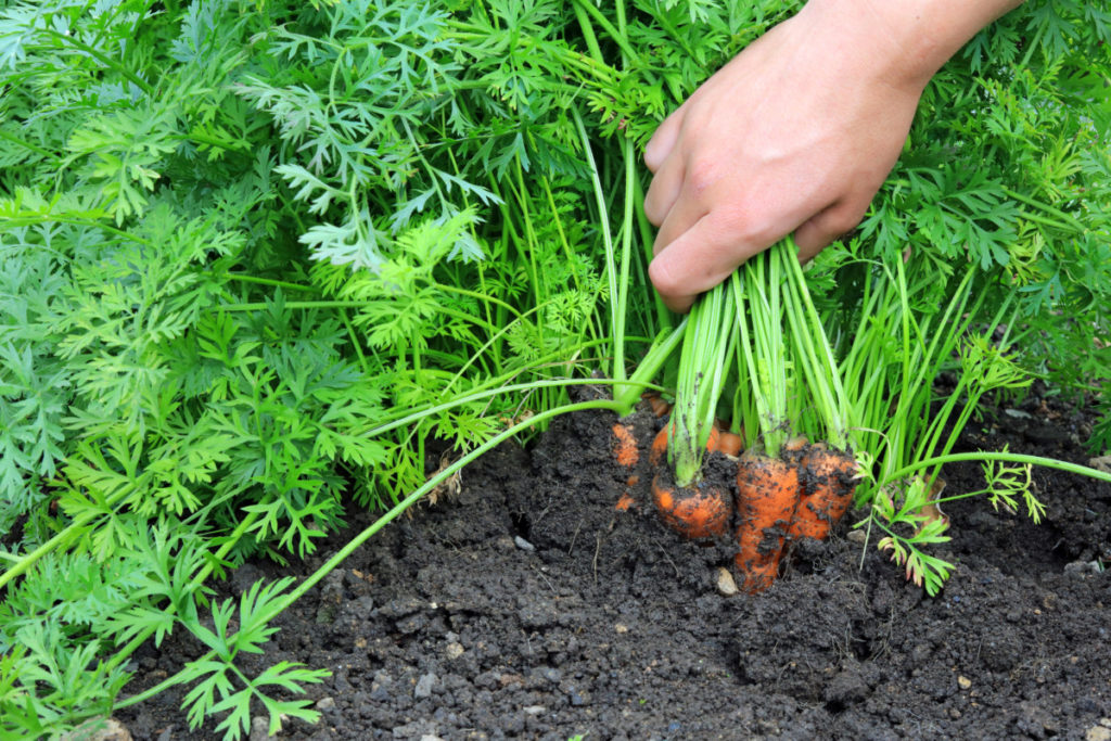 Hand shown pulling carrots from the soil. 