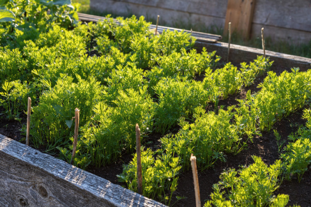 A raised bed with rows of carrot tops growing from the soil.