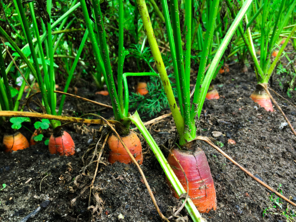 The shoulders of carrots peeking up out of the dirt. 