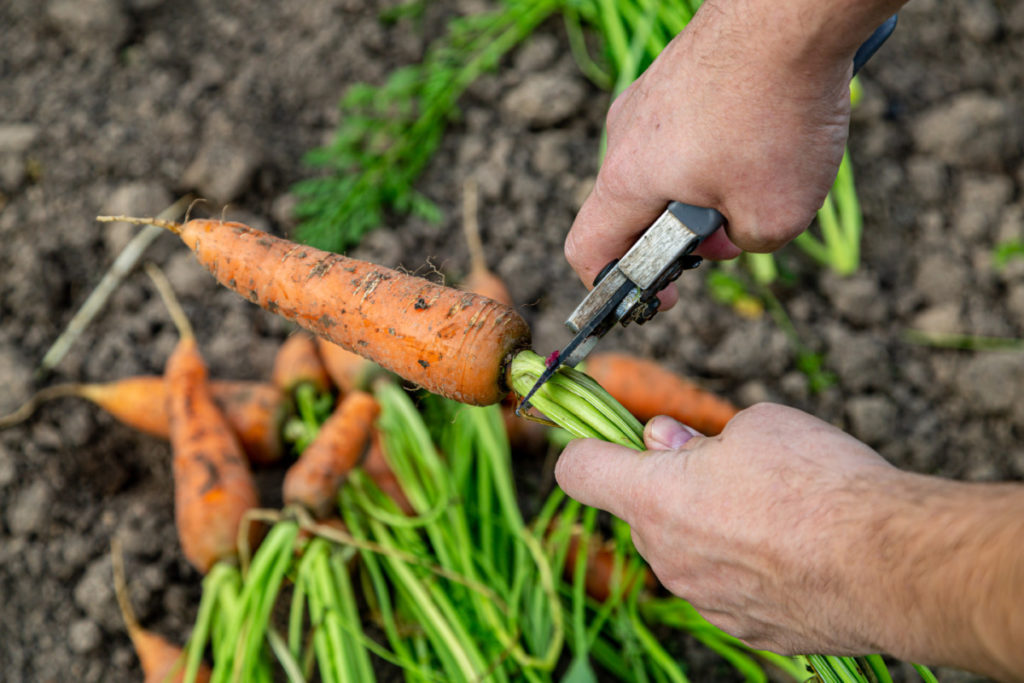 A man holds a carrot and trims the carrot tops from it. 