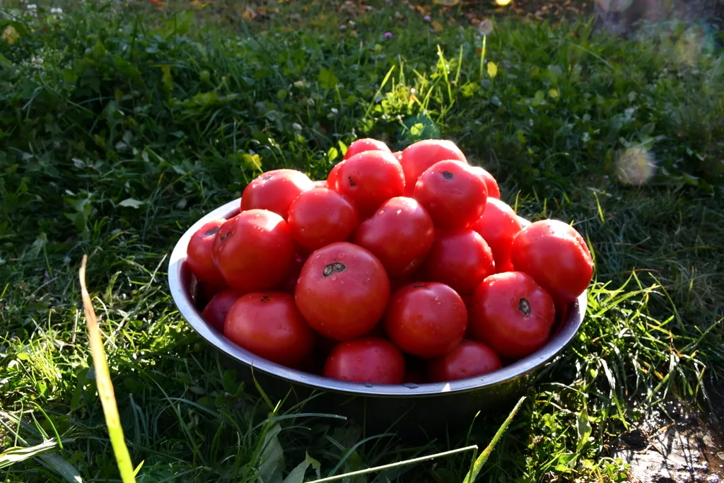 A stainless steel bowl filled with washed tomatoes in the sunlight.