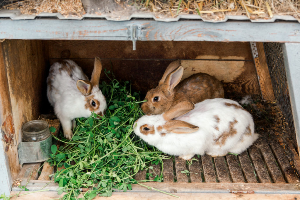 Three rabbits in a hutch eating fresh greens.