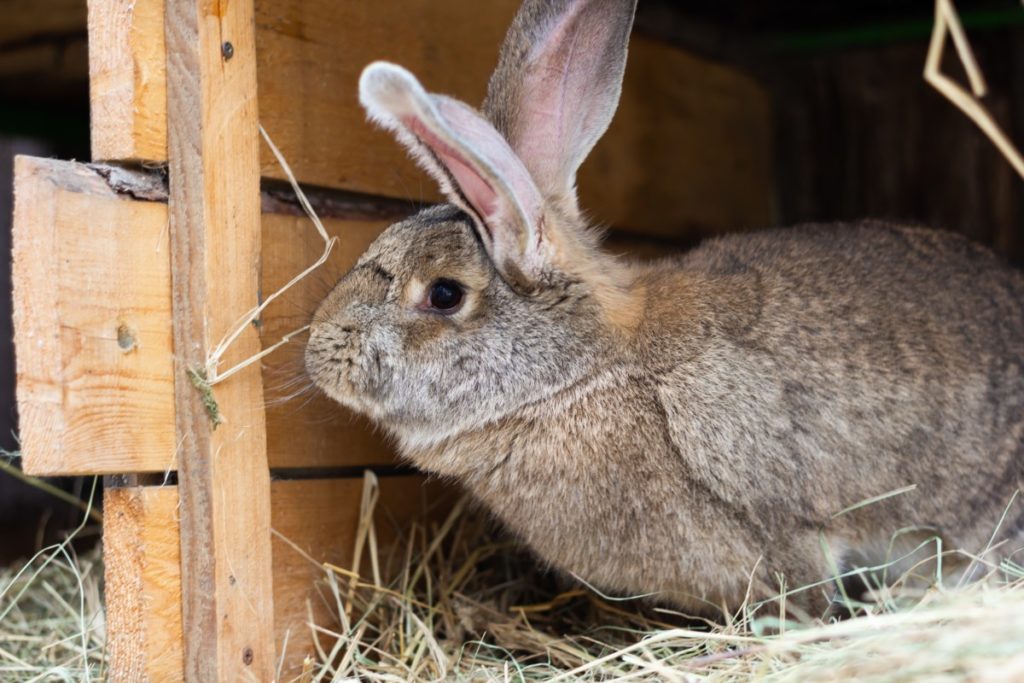 a brown rabbit sitting on straw in a hutch. 