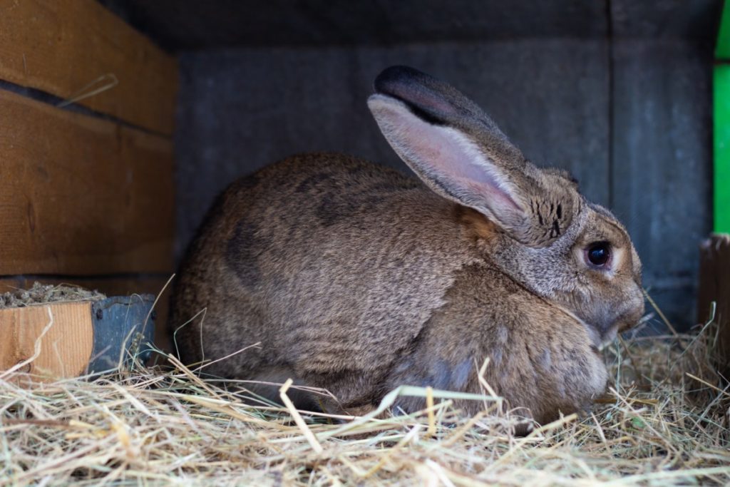 Large brown rabbit lying on straw. 