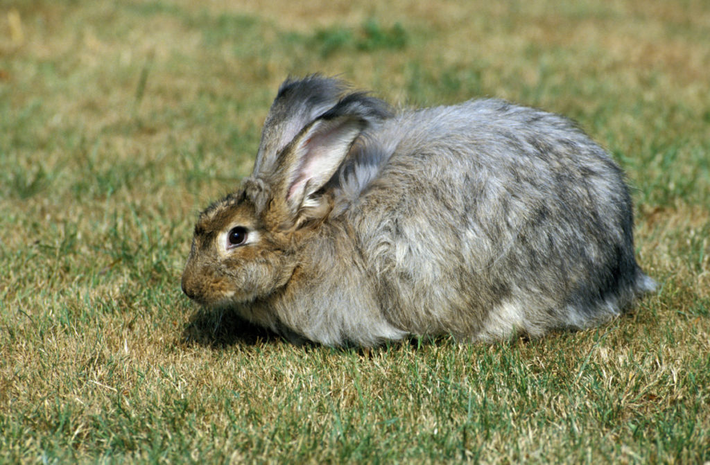 Large gray angora rabbit in the grass on a sunny day.