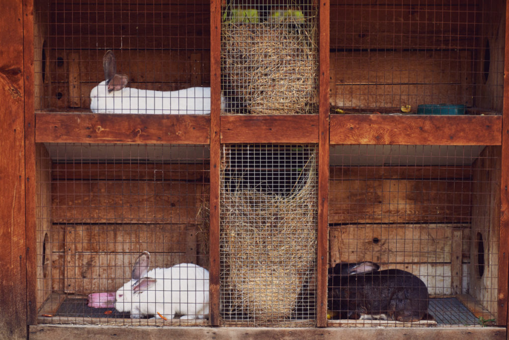 A large rabbit hutch with several rabbits lounging inside it.
