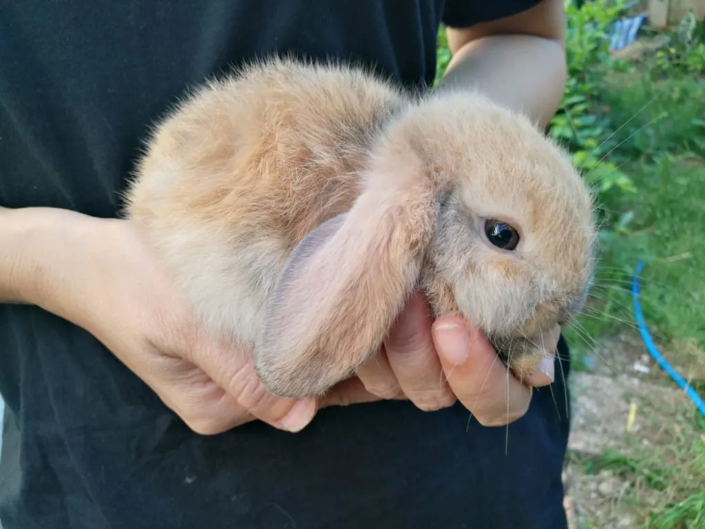 A child holding a small buff colored rabbit.