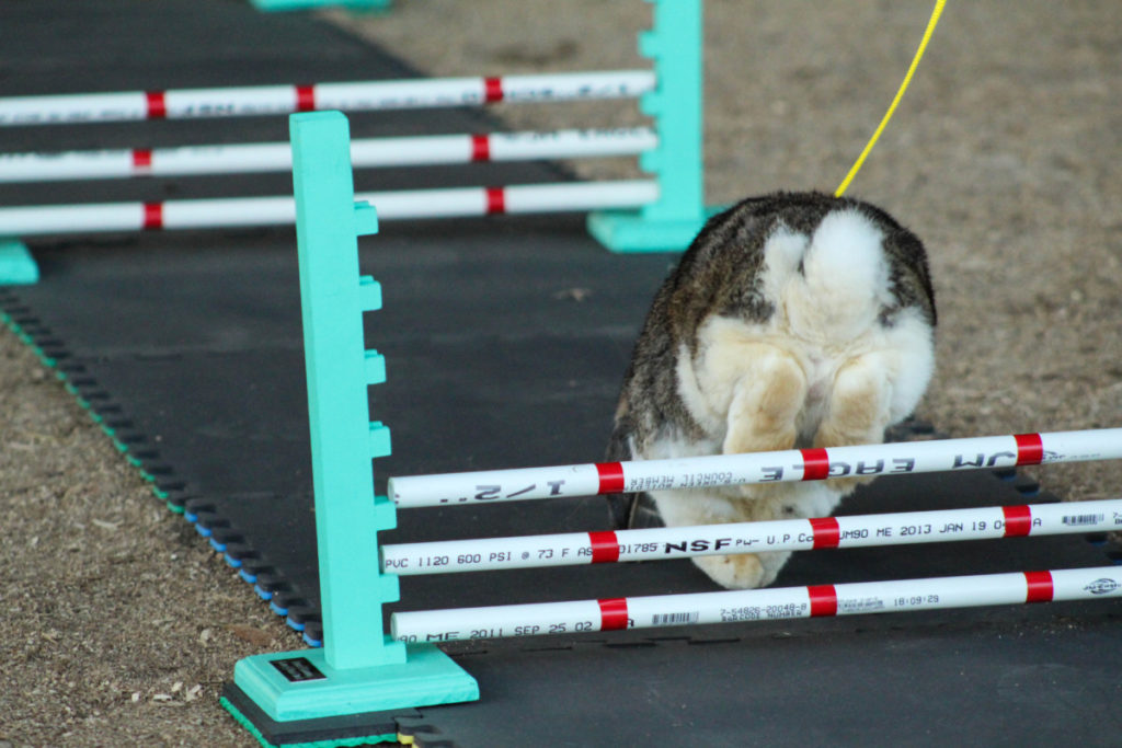 A rabbit hopping over a small fence in a rabbit hopping competition