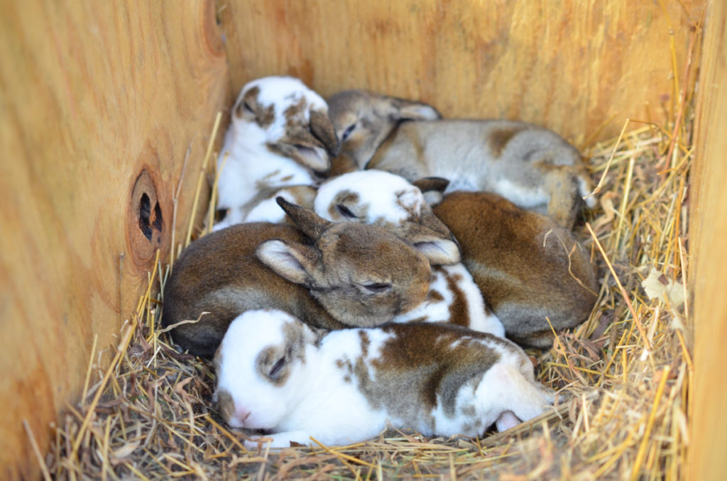 A nest of kits in a breeding box.