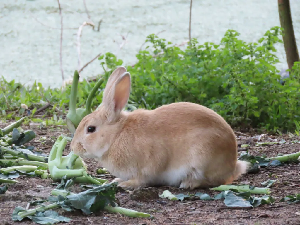 A buff colored rabbit nibbling on broccoli.