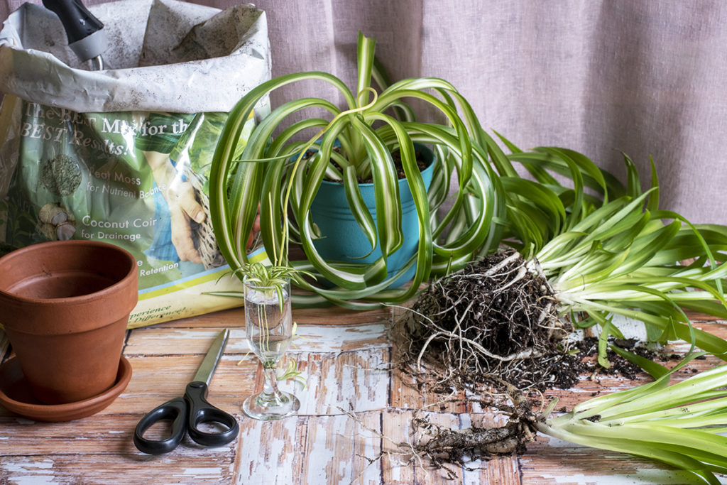 A healthy Bonnie spider plant, in a pot. Another green spider plant laying outside of it's pot next to a cutting taken from it a bag of potting mix a small terracotta pot, scissors and a small glass with a spiderette in water. 