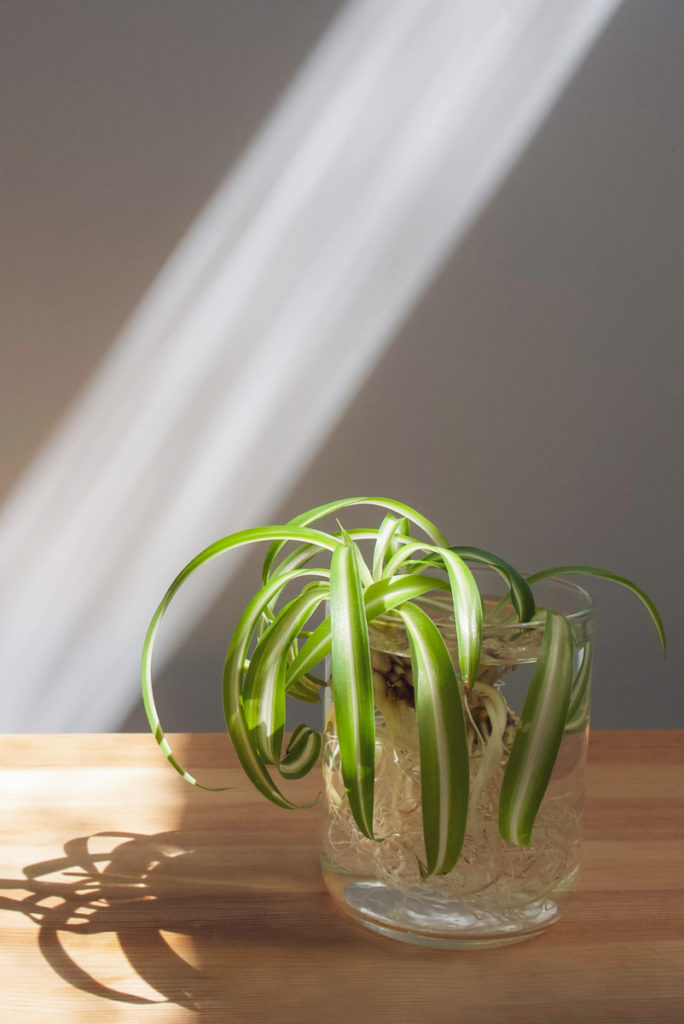 A jar filled with water, a baby spider plant in it with tangles of roots.