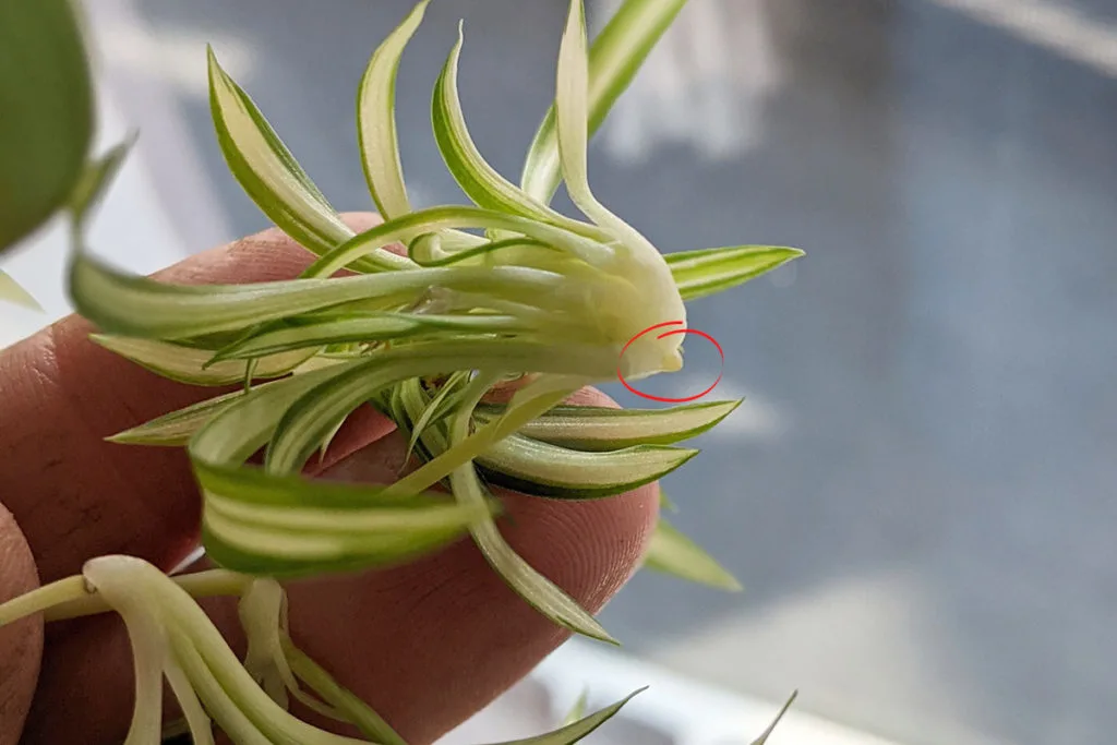 Close up of a root note on the bottom of a baby spider plant