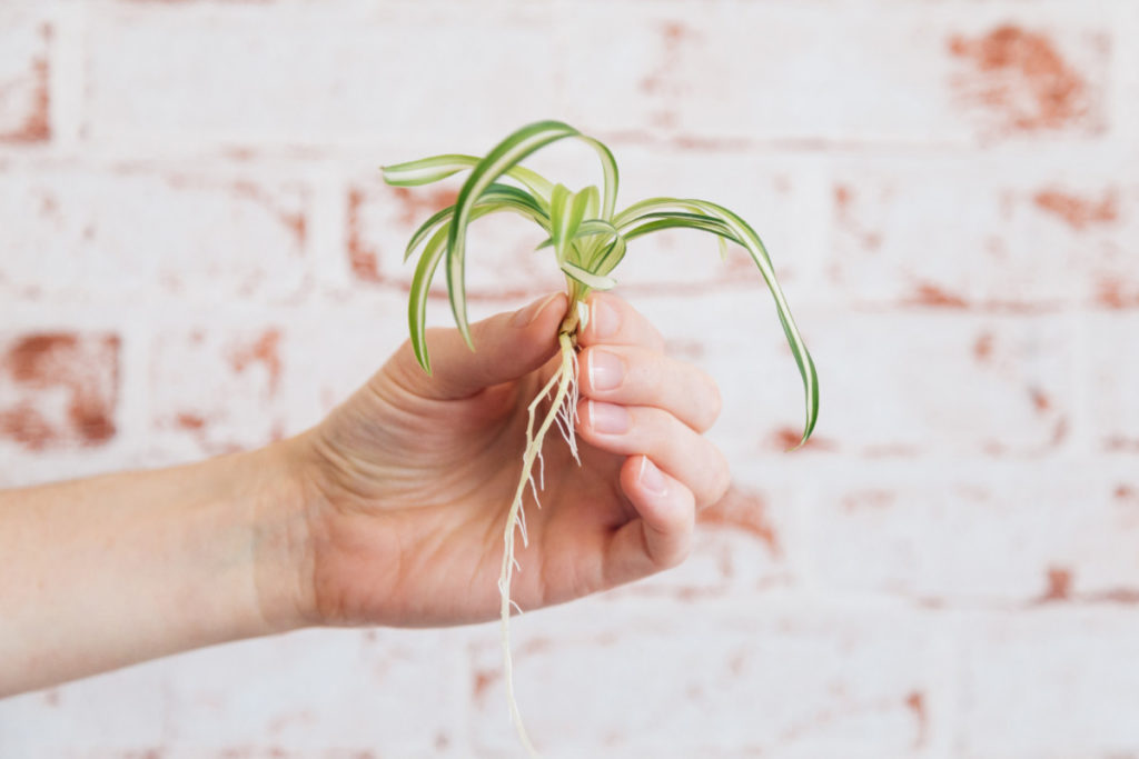 A hand holding a small spider plant with long roots.