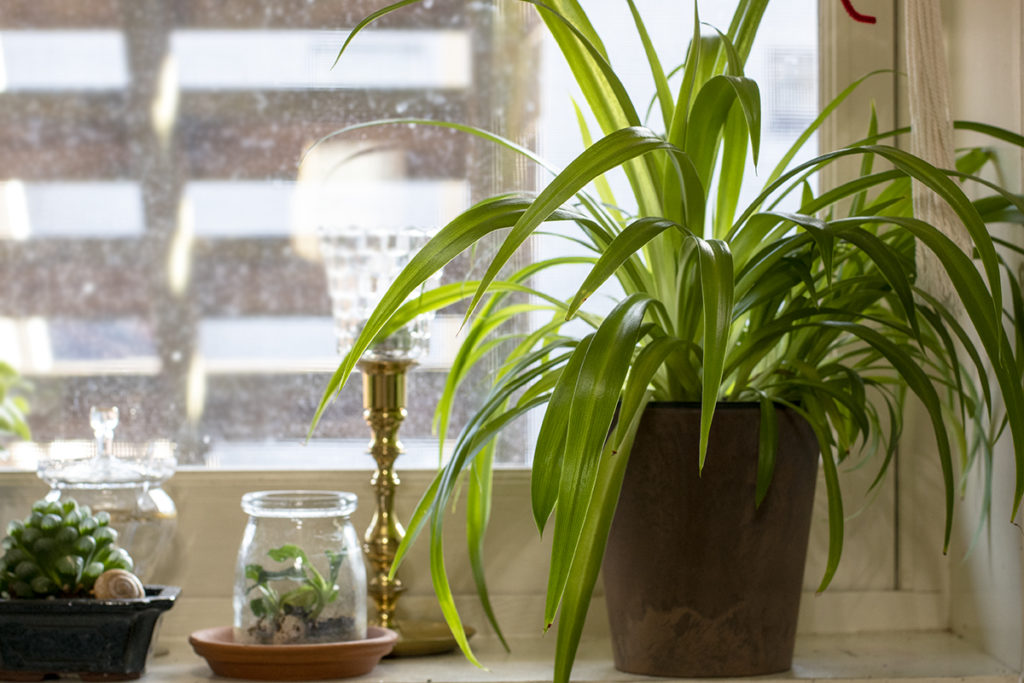 A spider plant sitting on a sunny windowsill.