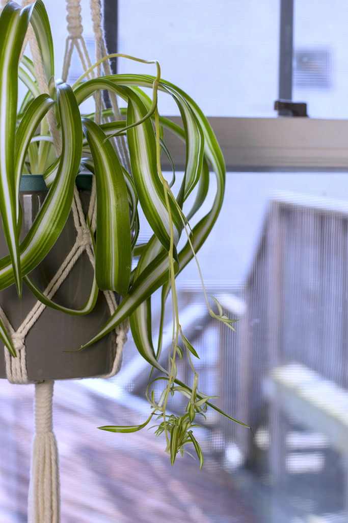 A hanging Bonnie spider plant with several small spiderettes hanging from it. 
