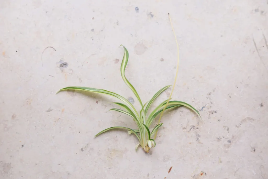 a baby spider plant with much of the stolon still attached.