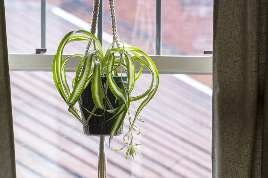 Spider plant with spiderettes growing form it