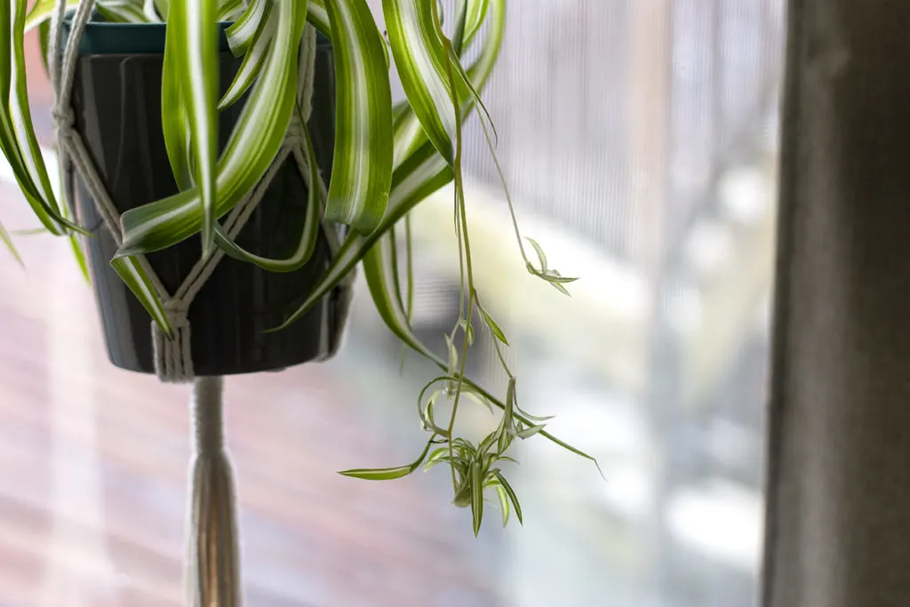 Close up of spiderettes growing from a spider plant