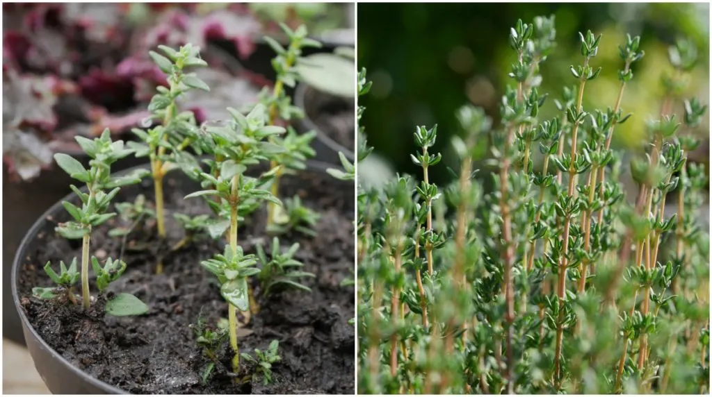 How to Plant, Grow and Care For Thyme