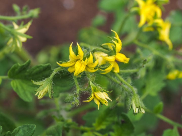 Tomato Fertilizing Guide From Seedling to the End Of the Season