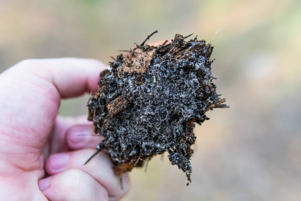 Close up of mycelium growing in soil. 