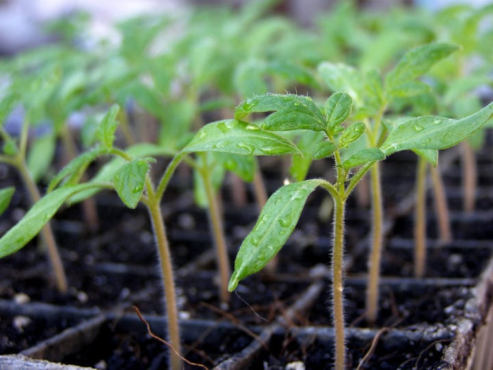 Tomato Fertilizing Guide From Seedling to the End Of the Season