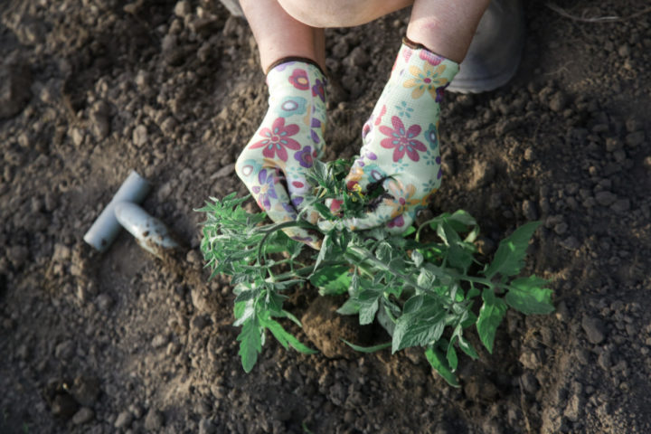 Tomato Fertilizing Guide - From Seedling to the End Of the Season