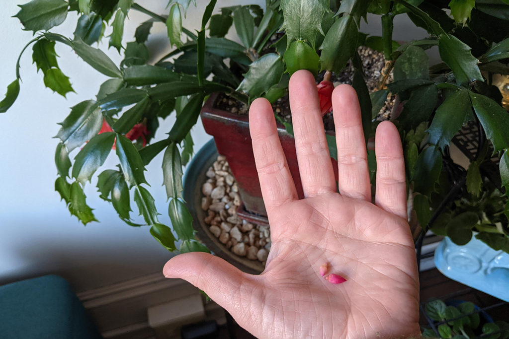 Tiny buds in my hand that fell off of my Christmas cactus