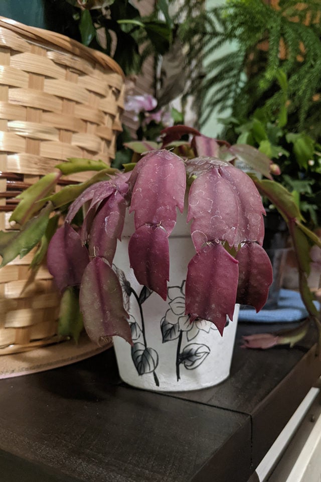 Christmas Cactus Not Flowering & 12 More Common Holiday Cactus Problems