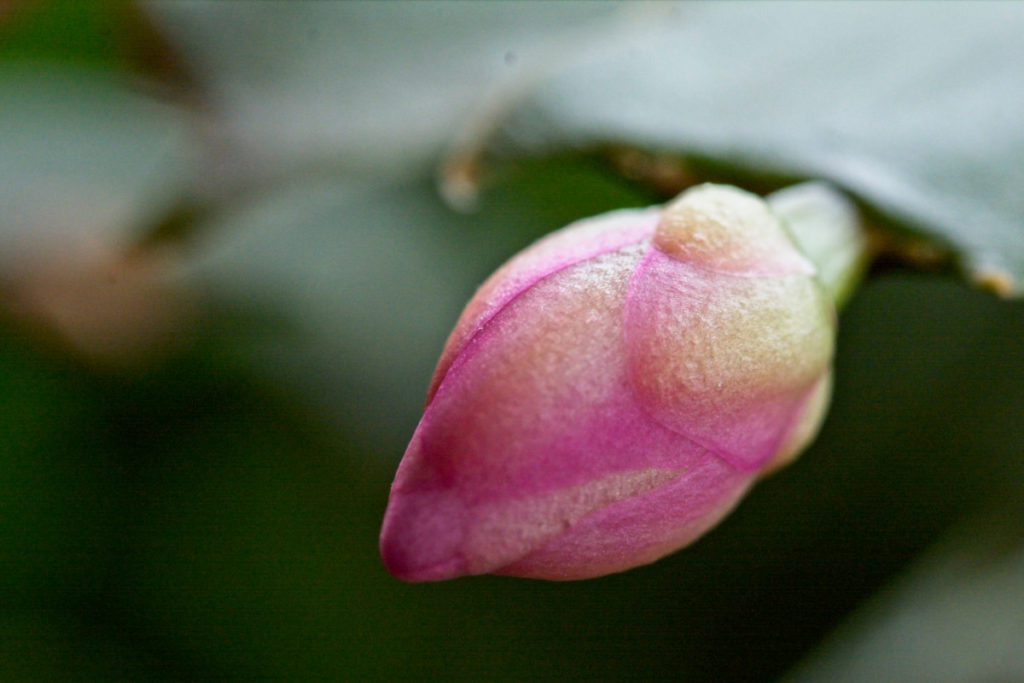 Close up of a pink and cream Christmas cactus bud.
