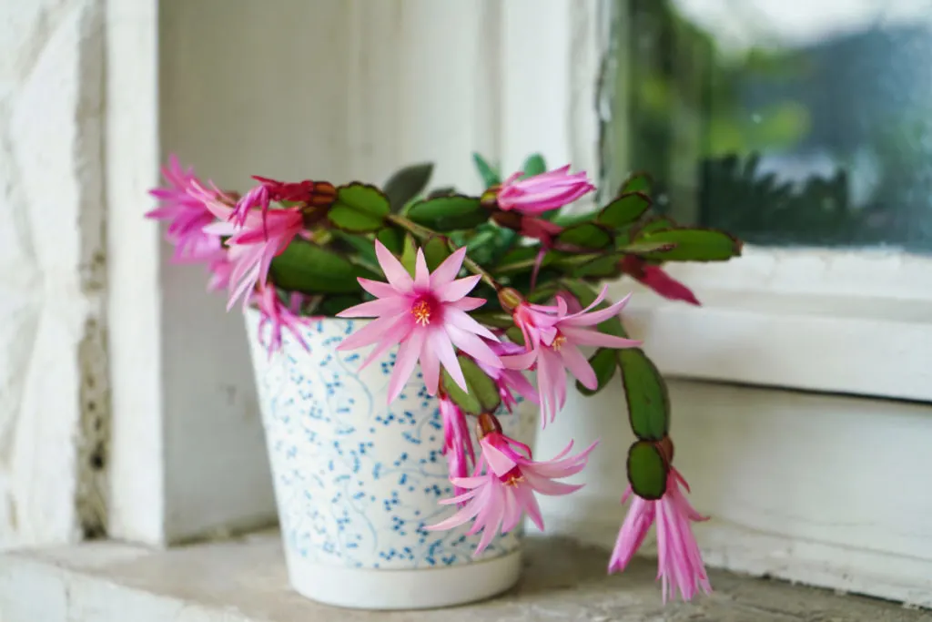 Pink Easter cactus in a pot.