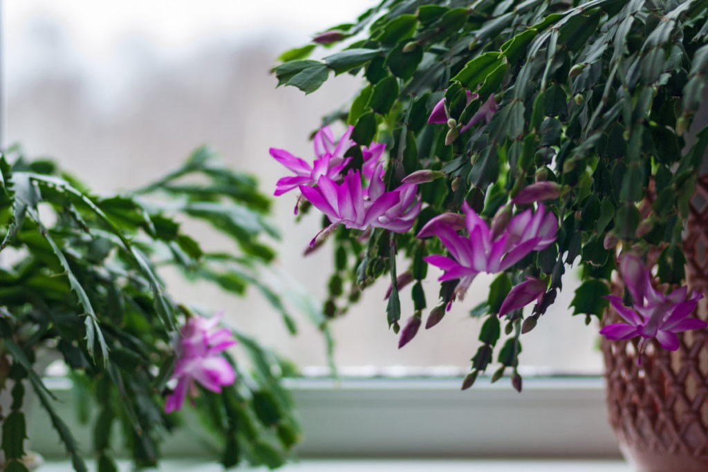 Large and full, flowering Christmas cactus.
