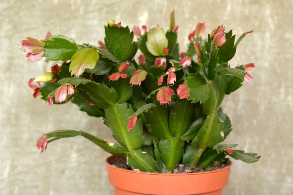 A Christmas cactus with lots of new growth on the tips. 