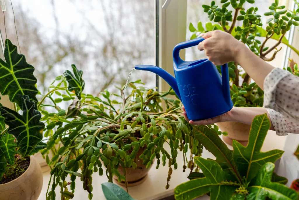 Woman using a watering can to water a Christmas cactus.