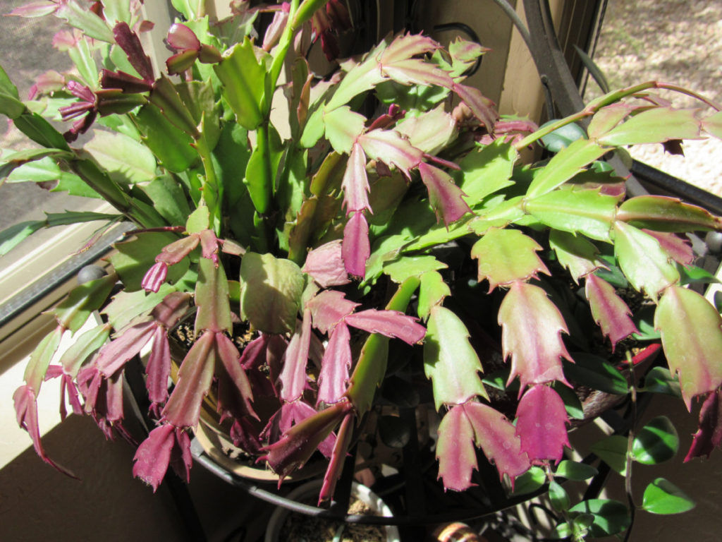 Dark purple sunburned leaves of a holiday cactus in a bright window.