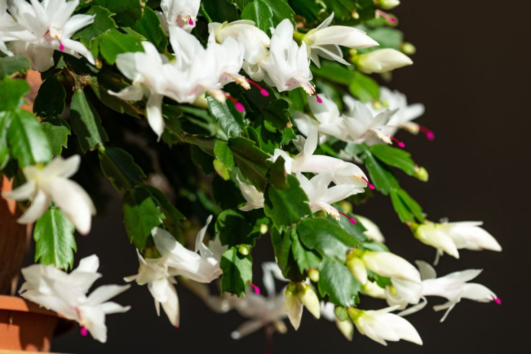 Christmas Cactus Not Flowering & 12 More Common Holiday Cactus Problems