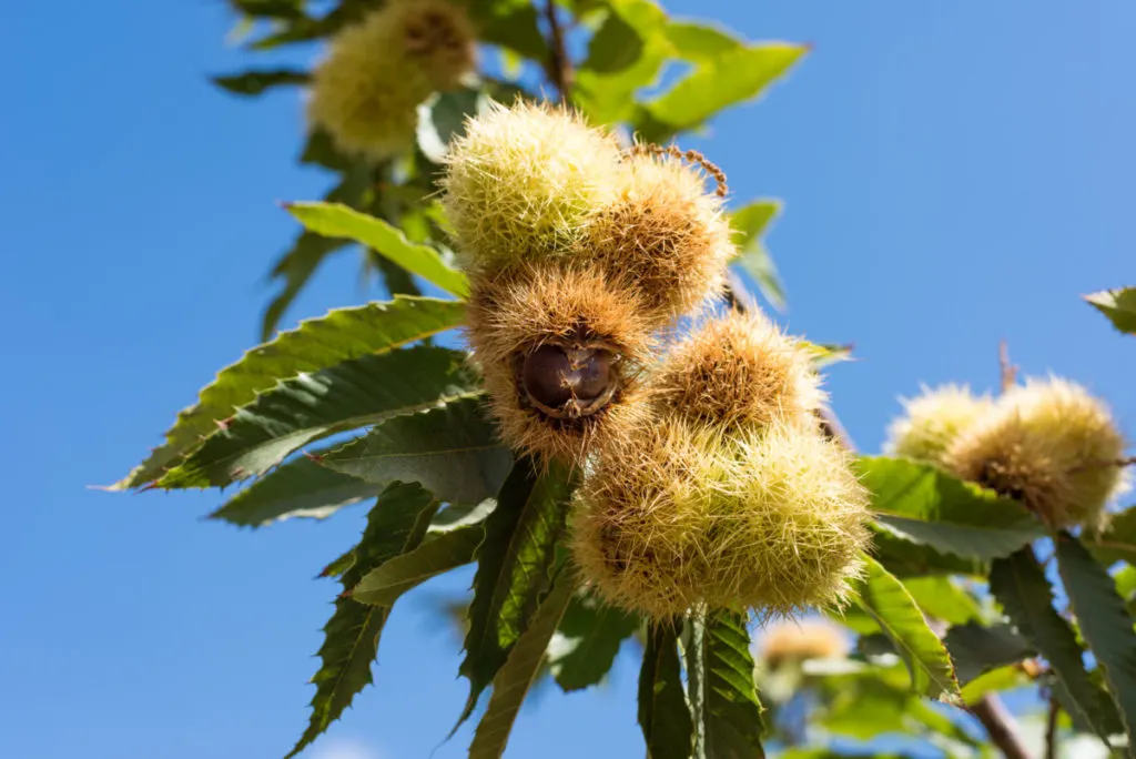 ripe chestnuts hanging from a tree