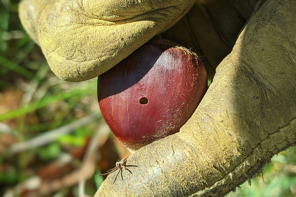 leather glove holding a chestnut with a worm hole in it