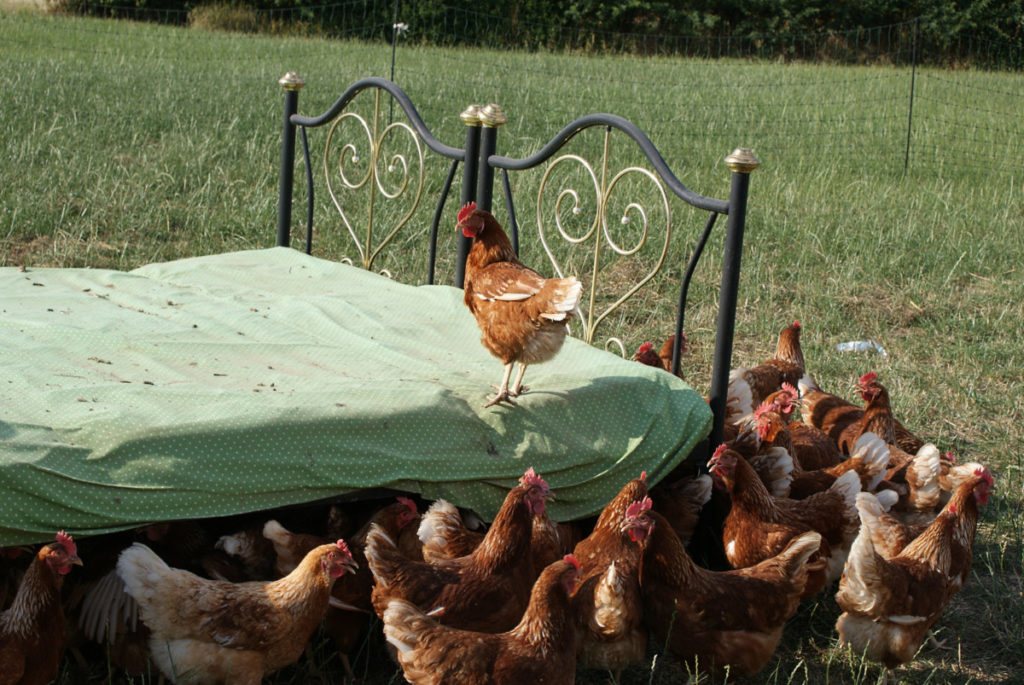 chickens crowded around a bed set up in a field