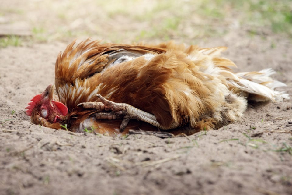 10 Common Chicken Coop Mistakes I Wish I Knew Earlier